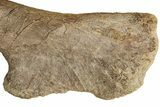 Hadrosaur (Edmontosaurus) Ischium Bone - Wyoming #232755-3